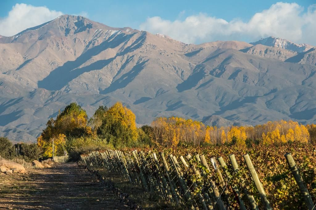 Viñedos y Cordillera de los Andes en Mendoza