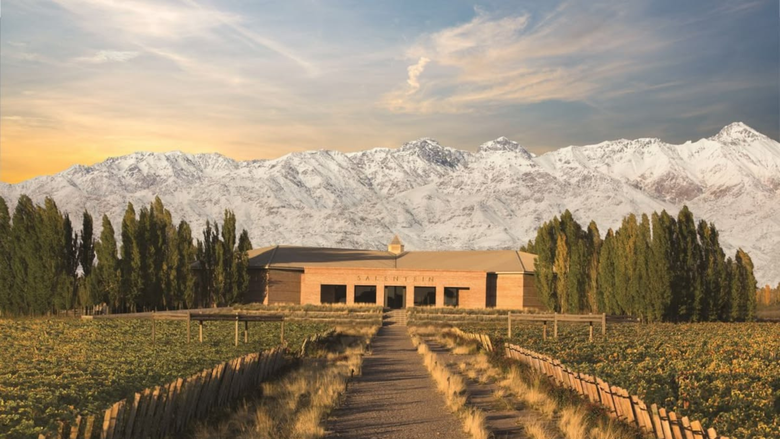 Paisaje de Mendoza entre viñedos y Cordillera